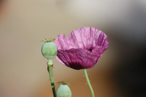 Aufnahme im Garten

Aufnameort: Lindenfels Odw.
Kamera: Canon 450D