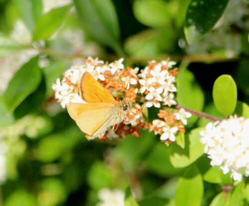 

Aufnameort: Kirchhain, Erlensee, 28.06.2015
Kamera: Canon EOS 600D 1/2000; 6,3; 228,0mm; ISO 1000