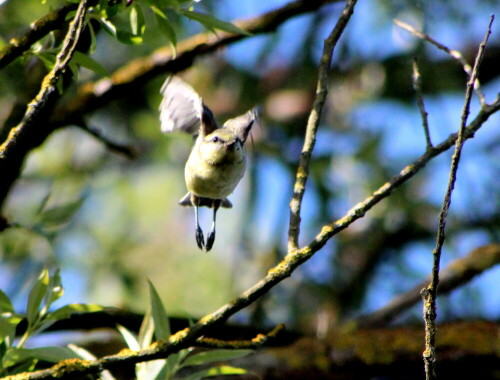 

Aufnameort: Kirchhain, Erlensee, 28.06.2015
Kamera: Canon EOS 600D 1/2000; 6,3; 300,0mm; ISO 2000