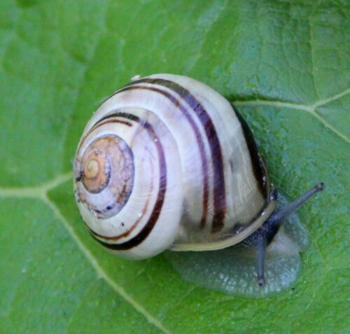 garten-banderschnecke-cepaea-hortensis-14267.jpeg