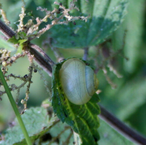 gartenbanderschnecke-helle-morphe-14300.jpeg