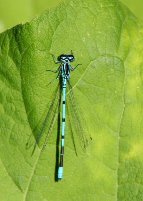 hufeisen-azurjungfer-coenagrion-puella-14266.jpeg