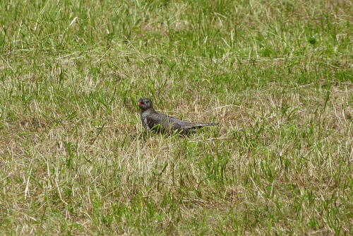 Der junge Kuckuck wurde in der Wiese vor meinem Balkon von
einer Bachstelze gefüttert.

Aufnameort: Oberstdorf/Allgäu
Kamera: Lumix FZ48