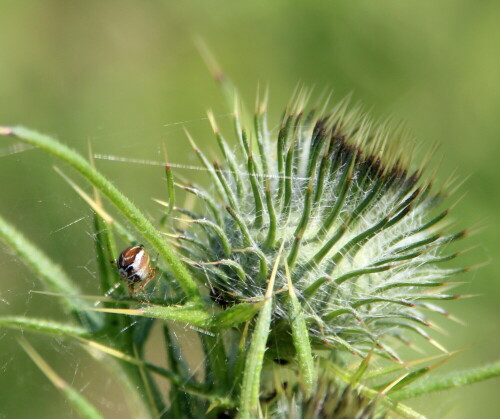 

Aufnameort: Kirchhain, Erlensee, 28.06.2015
Kamera: Canon EOS 600D 1/400; 7,1; 250,0mm; ISO 200