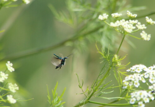 scheinbockkafer-oedemera-nobilis-fliegt-14368.jpeg