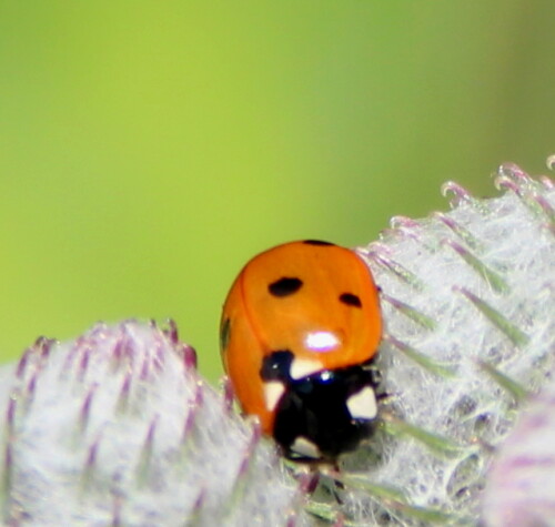 siebenpunkt-coccinella-7-punct-14367.jpeg