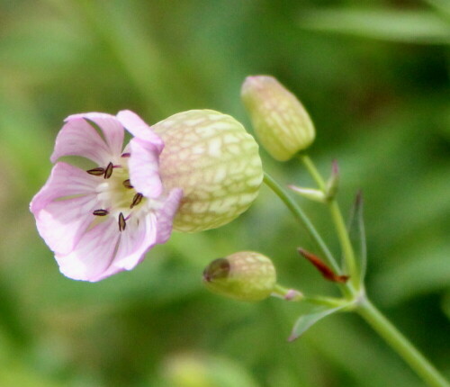 taubenkropf-leimkraut-silene-vulgaris-14389.jpeg