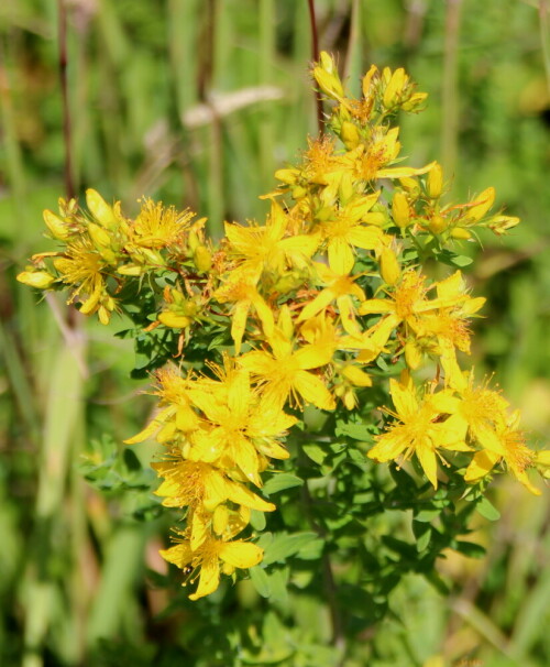 Ein Alkaloid des Johanniskrautes, das Hypericin, ist antidepressiv wirksam und wird als Tee oder als Tablette mit standartisiertem Wirkstoffgehalt verabreicht.

Aufnameort: Kirchhain, Erlensee, 28.06.2015
Kamera: Canon EOS 600D 1/400; 5,6; 97,0mm; ISO 100