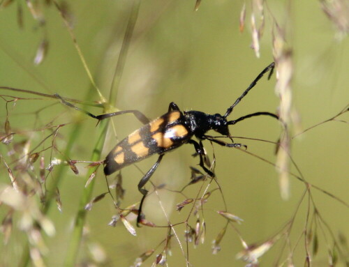 Mühsam balancierte er sich durch schwankende Grashalme.

Aufnameort: Kirchhain, Erlensee, 28.06.2015
Kamera: Canon EOS 600D 1/2000; 5,6; 223,0mm; ISO 640