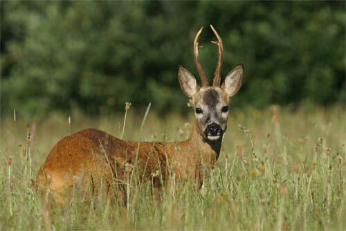 Am 01.07.2015 konnte ich diesen prächtigen Rehbock am frühen Morgen auf einer Wiese fotografieren.

Aufnameort: Oberlausitz
Kamera: Sony A 77 II