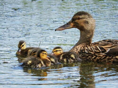 stockente-mit-jungen-16521.jpeg