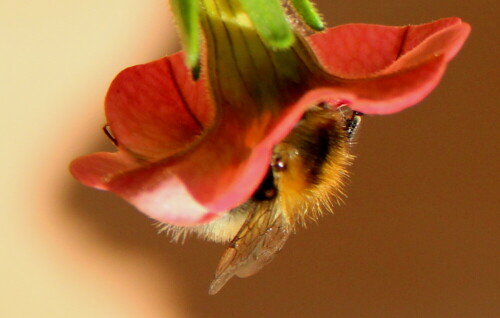 ackerhummel-beschaftigt-14405.jpeg