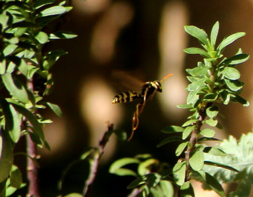 Typisches Flugbild mit herabhängenden Beinen

Aufnameort: Marburg, An der Zahlbach, 06.07.2015
Kamera: Canon EOS 600D 1/400; 8,0; 300,0mm; ISO 250