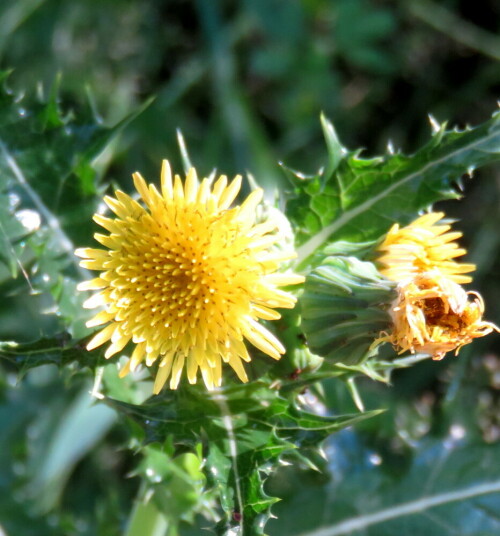 raue-gansedistel-sonchus-asper-14435.jpeg