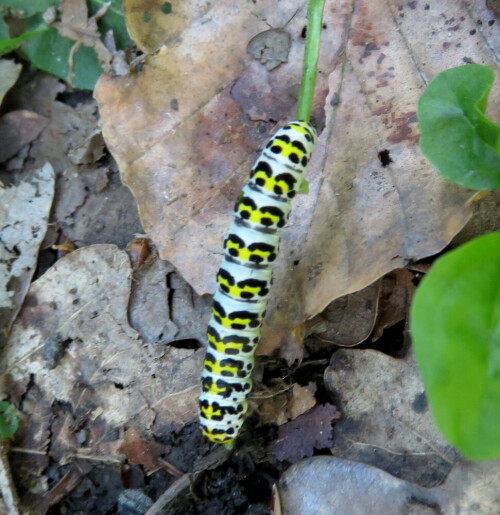 An Braunwurz-Stängel knabbernd

Aufnameort: Marburg, Wald am Ortenberg, 07.07.2015
Kamera: Canon Power Shot SX700 1/40; 3,2; 4,5mm; ISO 400