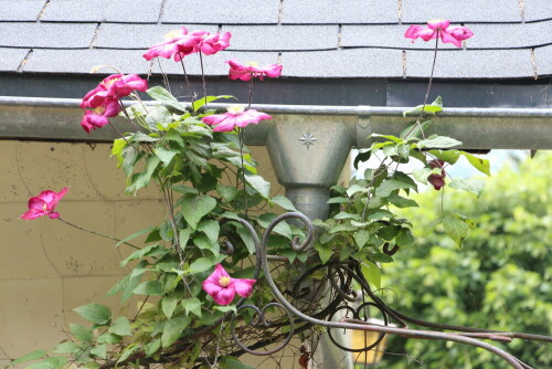 waldrebe-clematis-14284.jpeg