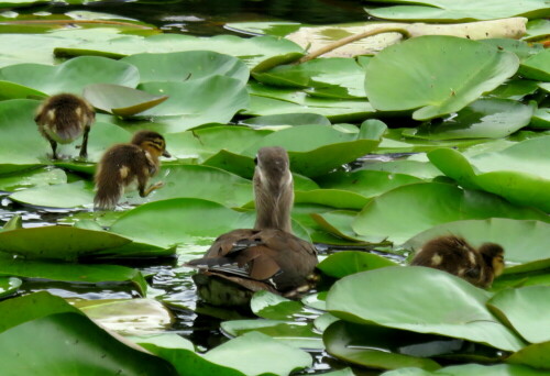 Ihre Neugier besiegt ihre Vorsicht, sie beginnen, eigene Wege zu gehen.

Aufnameort: Berlin, Schlosspark Charlottenburg, 12.07.2015
Kamera: Canon Power Shot SX700 1/250; 5,6; 67,9mm; ISO 200