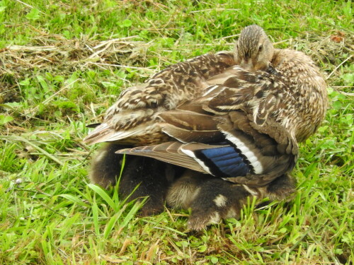 stockente-schutzt-jungen-bei-regen-16529.jpeg