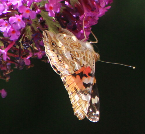 Auf Sommerflieder

Aufnameort: Marburg, An der Zahlbach, 15.07.2015
Kamera: Canon EOS 600D 1/500; 6,3; 300,0mm; ISO 500