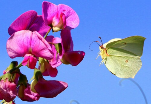 Nach längerem Warten habe ich dann doch noch einen Schmetterling im Flug erwischt

Aufnameort: Dülmen-Rorup
Kamera: Canon 70D