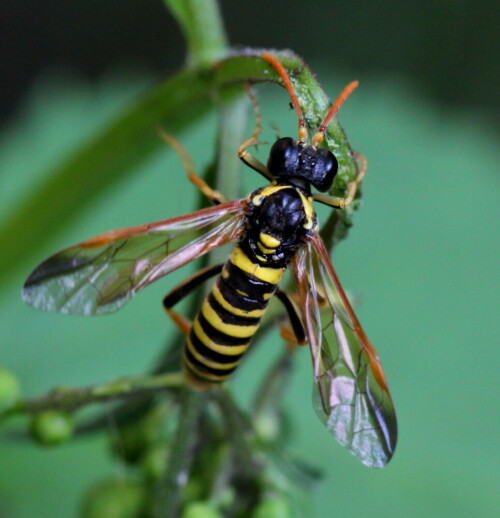 Sie sitzt an knotiger Braunwurz, die in unserem Garte wächst, und benagt sie.

Aufnameort: Marburg, An der Zahlbach, 15.07.2015
Kamera: Canon EOS 600D 1/160; 5,6; 100,0mm; ISO 800