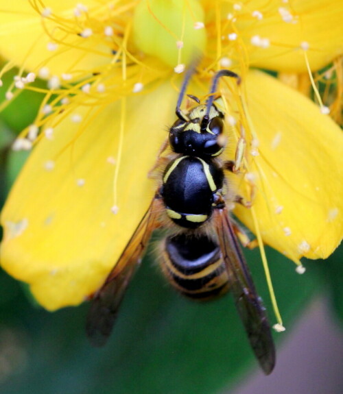 

Aufnameort: Marburg, An der Zahlbach, 15.07.2015
Kamera: Canon EOS 600D 1/160; 5,6; 100,0mm; ISO 800