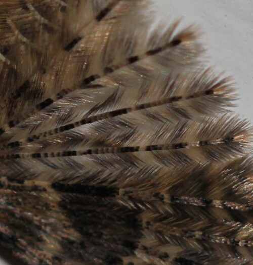 Die Ähnlichkeit mit Vogelfedern ist verblüffend. Allerdings sind die Vogelfedern in der Regel noch weiter verästelt und komplizierter aufgebaut, aber das Prinzip ist das gleiche.

Aufnameort: Marburg, An der Zahlbach, 18.07.2015
Kamera: Canon EOS 600D 1/60; 4,0; 100,0mm; ISO 400