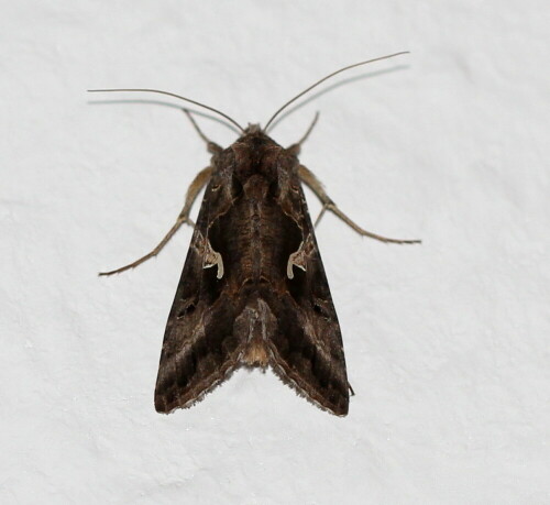 ins-zimmer-verirrt-gammaeule-autographa-gamma-14466.jpeg