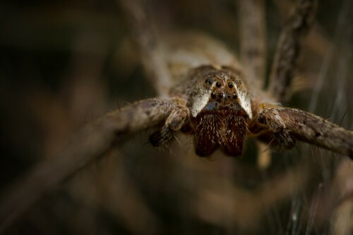 Listspinne, beschützt ein Gespinst, das vermutlich ihren Nachwuchs beherbergt.Kampfesmutig erwartet sie den Fotografen :-D

Aufnameort: Salow
Kamera: Nikon D7100 mit Sigma 2,8/ 105