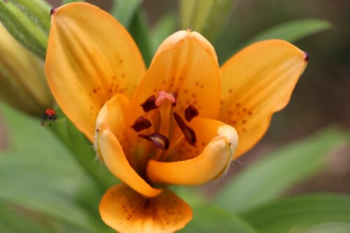 orangefarbene-lilie-lilium-medeoloides-a-gray-14408.jpeg