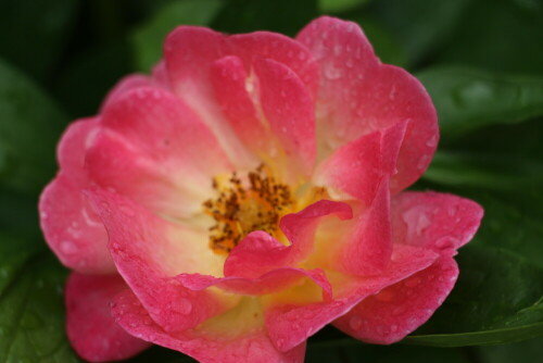 Eine Rose nach leichtem Regen

Aufnameort: Eiershausen Garten
Kamera: Canon EOS 700D