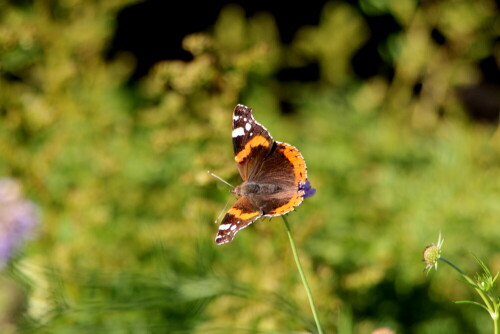 

Aufnameort: Marburg Lahnberge, Botanischer Garten 21.07.2105
Kamera: Canon EOS 600D 1/400; 6,3; 300,0mm; ISO 400