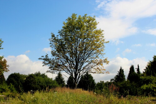 

Aufnameort: Marburg Lahnberge, Botanischer Garten 21.07.2105
Kamera: Canon EOS 600D 1/160; 11.0; 28,0mm; ISO 100