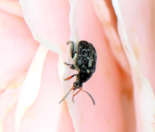 Eigentlich lebt er auf Hülsenfrüchten, dieser stattete einer Rose einen Besuch ab. Er ist verletzt, ihm fehlt ein Fuß.

Aufnameort: Marburg Lahnberge, Botanischer Garten 21.07.2105
Kamera: Canon EOS 600D 1/200; 134,0; 265,0mm; ISO 400