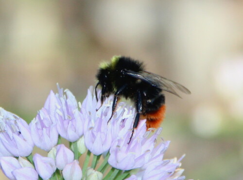 

Aufnameort: Marburg Lahnberge, Botanischer Garten 21.07.2105
Kamera: Canon EOS 600D 1/200; 8,0; 300,0mm; ISO 400