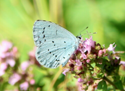 

Aufnameort: Marburg Lahnberge, Botanischer Garten 21.07.2105
Kamera: Canon EOS 600D 1/400; 8,0; 300,0mm; ISO 400