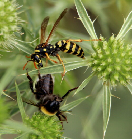 Die Hummel störte die Wespe beim Nektarsammeln. Es entspann sich ein wirbelnder Kampf, der ca. 15sec andauerte und mit einem Sieg der Wespe, die kräftiger und beweglicher als die Hummel ist, endete. Auf dem Bild die Wespe in "Siegerpose", die Hummel räumte Sekunden später das Feld. Beide haben noch die Kieferzangen drohend gespreizt. Das war auch das interessante am Kampf: Soweit ich beobachten konnte, bissen sie sich und rempelten sich, aber setzten ihre Giftstachel nicht ein. Scheinbar werden "Revierkämpfe" nicht mit dem Giftstachel ausgefochten - das wäre auch eine Verschwendung des Gifts.

Aufnameort: Marburg Lahnberge, Botanischer Garten 21.07.2105
Kamera: Canon EOS 600D 1/320; 5,6; 223,0mm; ISO 250