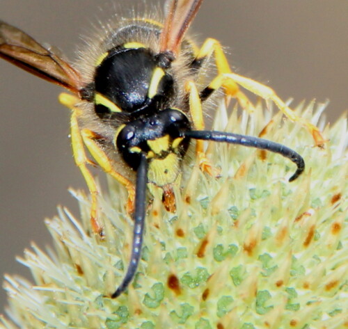 Am Gesicht kann man sie erkennen: Sehr viel Gelb, nur ein schwarzer Punkt, der auch fehlen kann. Alle anderen Faltenwespen haben eine andere Gesichtszeichnung.

Aufnameort: Marburg Lahnberge, Botanischer Garten 21.07.2105
Kamera: Canon EOS 600D 1/200; 10,0; 223,0mm; ISO 400