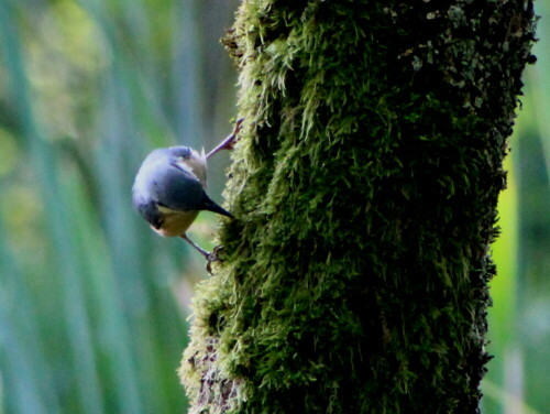 

Aufnameort: Marburg Lahnberge, Botanischer Garten 21.07.2105
Kamera: Canon EOS 600D 1/400; 8,0; 300,0mm; ISO 3200