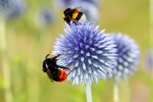 

Aufnameort: Marburg Lahnberge, Botanischer Garten 21.07.2105
Kamera: Canon EOS 600D 1/200; 14,0; 300,0mm; ISO 400