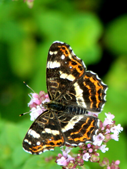 

Aufnameort: Marburg Lahnberge, Botanischer Garten 21.07.2105
Kamera: Canon EOS 600D 1/250; 5,6; 148,0mm; ISO 320