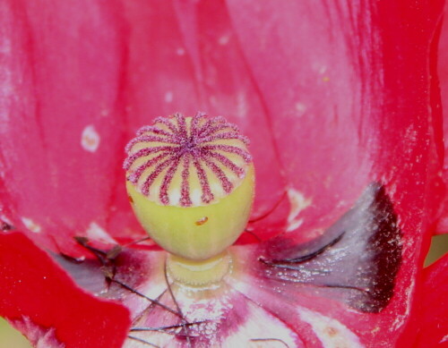 

Aufnameort: Marburg Lahnberge, Botanischer Garten 21.07.2105
Kamera: Canon EOS 600D 1/200; 11,0; 122,0mm; ISO 400