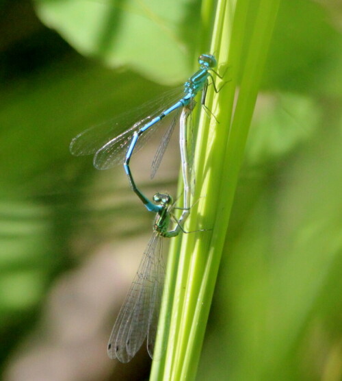 

Aufnameort: Marburg Lahnberge, Botanischer Garten 21.07.2105
Kamera: Canon EOS 600D 1/2000; 6,3; 265,0mm; ISO 2000