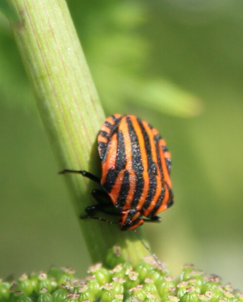 streifenwanze-graphosoma-lineatum-14492.jpeg