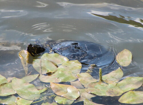 Im Teich des Botanischen Gartens in Marburg leben Europäische Sumpfschildkröten sozusagen halb wild.

Aufnameort: Marburg Lahnberge, Botanischer Garten 21.07.2105
Kamera: Canon EOS 600D 1/400; 8,0; 300,0mm; ISO 400