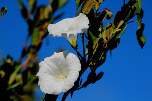 

Aufnameort: Marburg Lahnberge, Botanischer Garten 21.07.2105
Kamera: Canon EOS 600D 1/1000; 5,6; 195,0mm; ISO 100