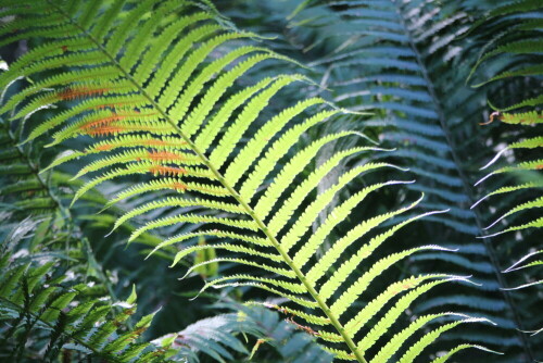 

Aufnameort: Marburg Lahnberge, Botanischer Garten 21.07.2105
Kamera: Canon EOS 600D 1/125; 5,6; 97,0mm; ISO 1250