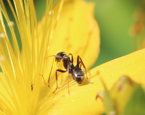 ameise-lasius-spec-saubert-antennen-14477.jpeg