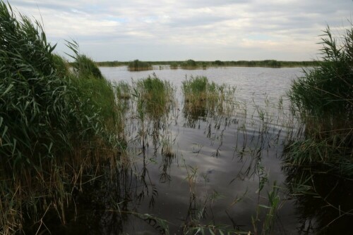 

Aufnameort: a neusiedler see
