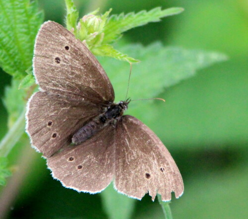 Ein Exemplar, das im Lebenskampf schon einige Federn gelassen hat.

Aufnameort: Schweinsberger Moor, 26.07.2015
Kamera: Canon EOS 600D 1/1250; 6,3; 238,0,0mm; ISO 3200